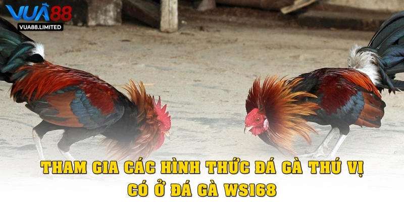 Tham gia các hình thức đá gà thú vị có ở đá gà WS168